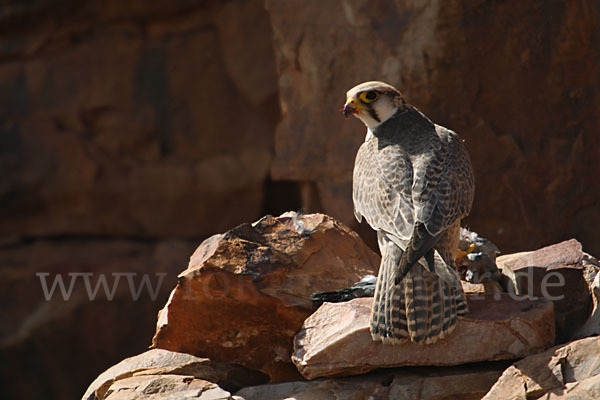 Lannerfalke sspec.1 (Falco biarmicus erlangeri)