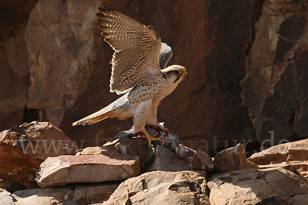 Lannerfalke sspec.1 (Falco biarmicus erlangeri)