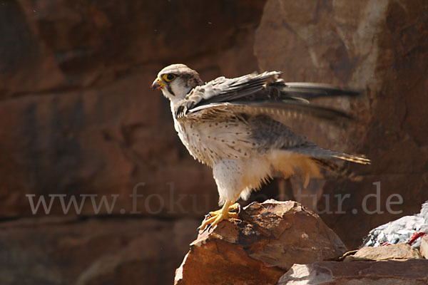 Lannerfalke sspec.1 (Falco biarmicus erlangeri)