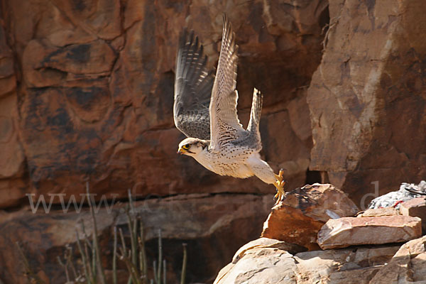 Lannerfalke sspec.1 (Falco biarmicus erlangeri)