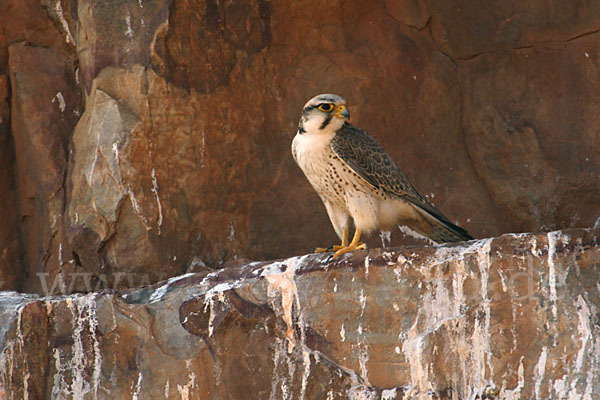 Lannerfalke sspec.1 (Falco biarmicus erlangeri)