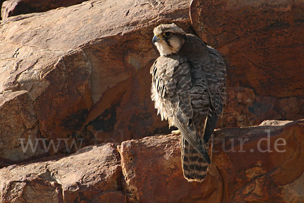 Lannerfalke sspec.1 (Falco biarmicus erlangeri)