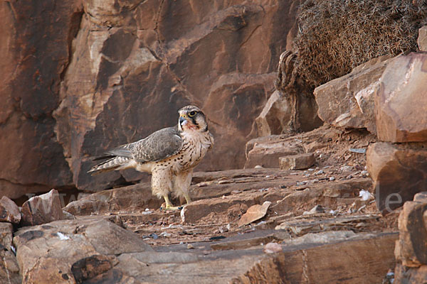 Lannerfalke sspec.1 (Falco biarmicus erlangeri)