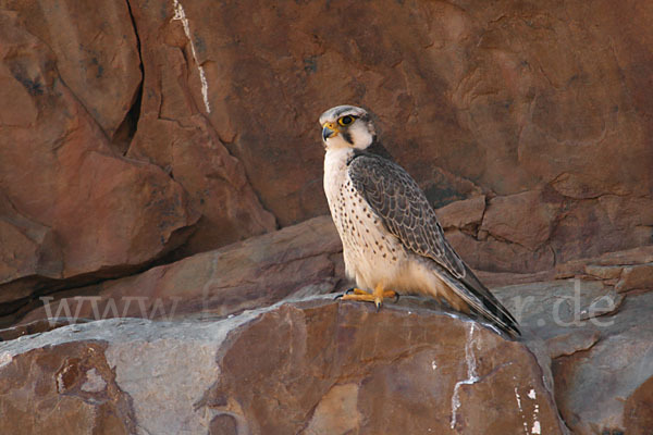 Lannerfalke sspec.1 (Falco biarmicus erlangeri)