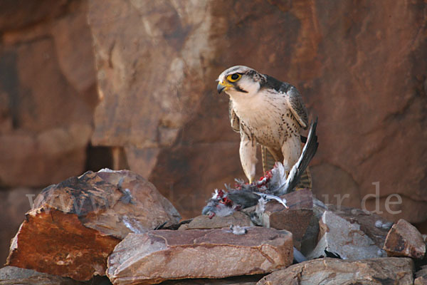 Lannerfalke sspec.1 (Falco biarmicus erlangeri)