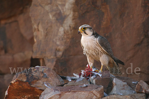 Lannerfalke sspec.1 (Falco biarmicus erlangeri)