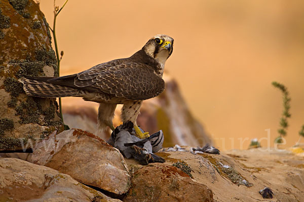 Lannerfalke sspec.1 (Falco biarmicus erlangeri)