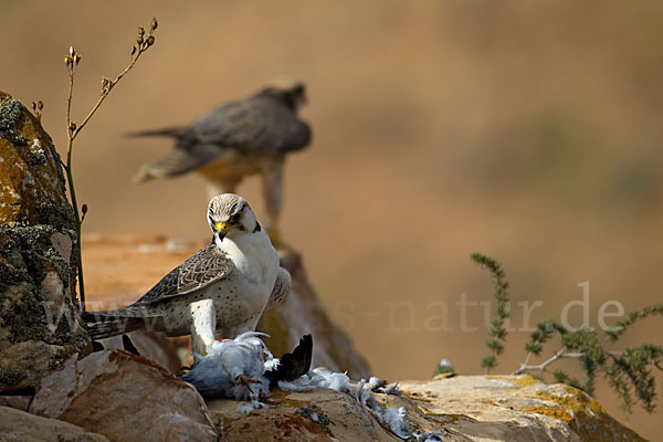 Lannerfalke sspec.1 (Falco biarmicus erlangeri)