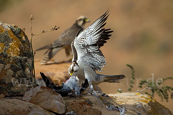 Lannerfalke sspec.1 (Falco biarmicus erlangeri)