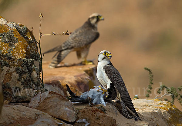 Lannerfalke sspec.1 (Falco biarmicus erlangeri)