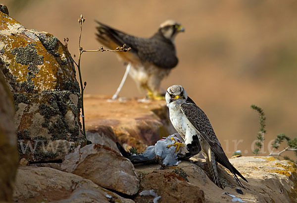 Lannerfalke sspec.1 (Falco biarmicus erlangeri)