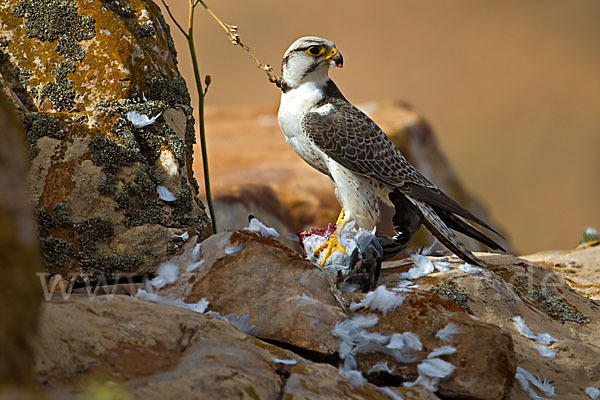 Lannerfalke sspec.1 (Falco biarmicus erlangeri)