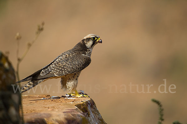 Lannerfalke sspec.1 (Falco biarmicus erlangeri)