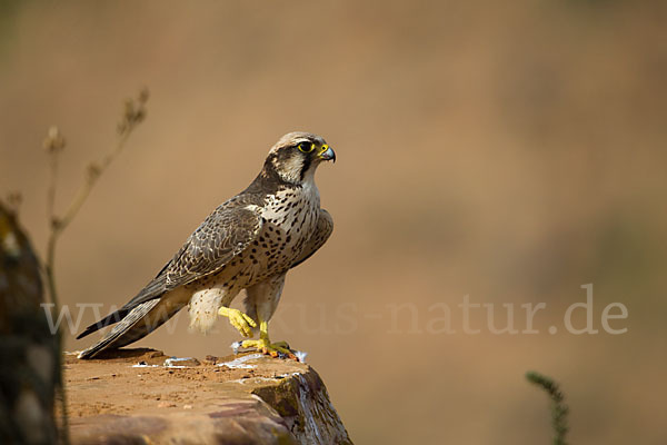 Lannerfalke sspec.1 (Falco biarmicus erlangeri)