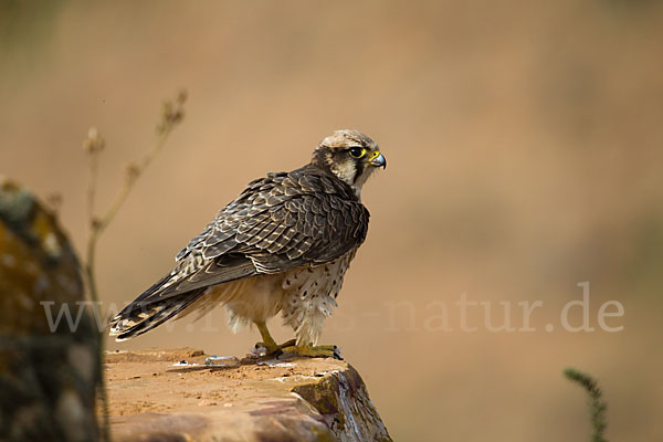 Lannerfalke sspec.1 (Falco biarmicus erlangeri)