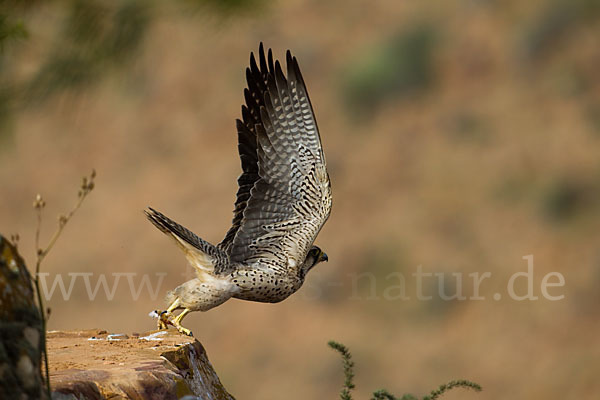 Lannerfalke sspec.1 (Falco biarmicus erlangeri)