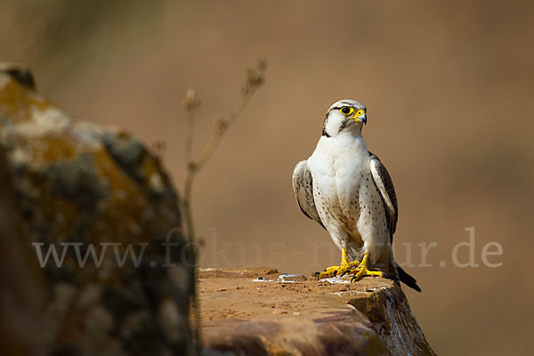 Lannerfalke sspec.1 (Falco biarmicus erlangeri)