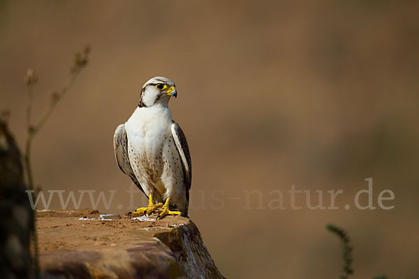 Lannerfalke sspec.1 (Falco biarmicus erlangeri)