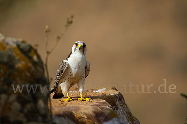 Lannerfalke sspec.1 (Falco biarmicus erlangeri)