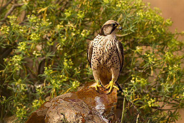 Lannerfalke sspec.1 (Falco biarmicus erlangeri)