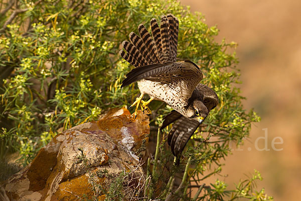 Lannerfalke sspec.1 (Falco biarmicus erlangeri)