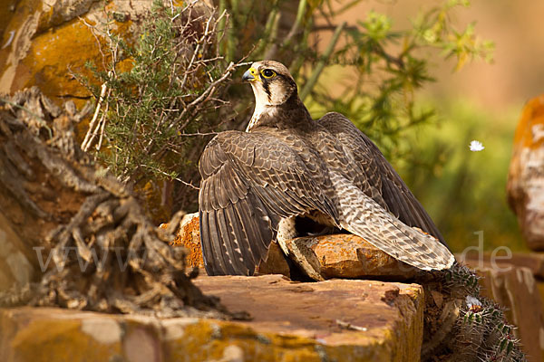 Lannerfalke sspec.1 (Falco biarmicus erlangeri)