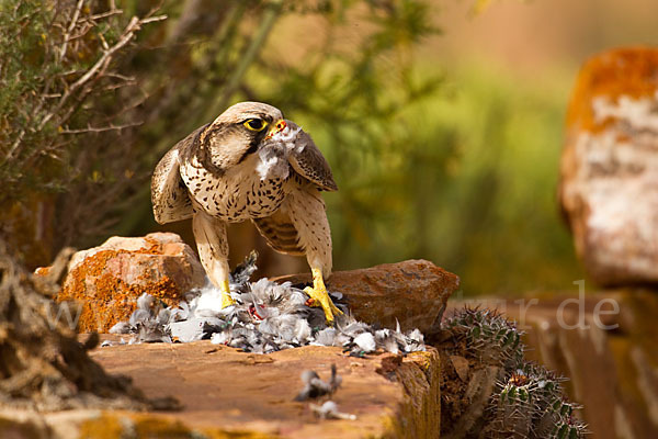 Lannerfalke sspec.1 (Falco biarmicus erlangeri)