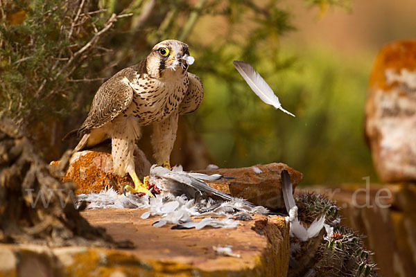 Lannerfalke sspec.1 (Falco biarmicus erlangeri)