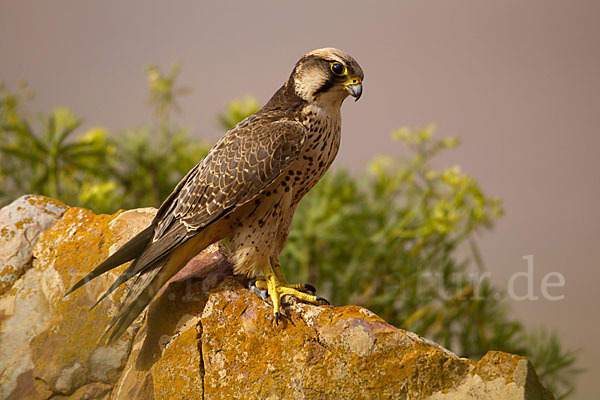 Lannerfalke sspec.1 (Falco biarmicus erlangeri)