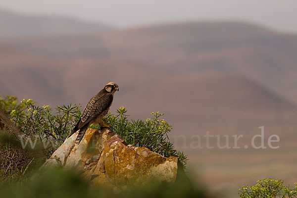 Lannerfalke sspec.1 (Falco biarmicus erlangeri)