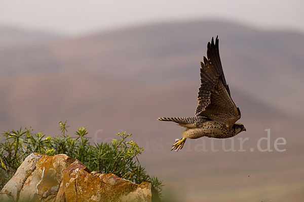 Lannerfalke sspec.1 (Falco biarmicus erlangeri)