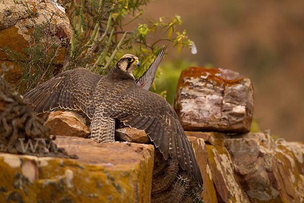 Lannerfalke sspec.1 (Falco biarmicus erlangeri)