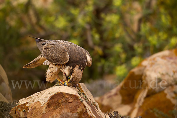 Lannerfalke sspec.1 (Falco biarmicus erlangeri)