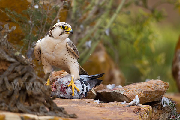 Lannerfalke sspec.1 (Falco biarmicus erlangeri)