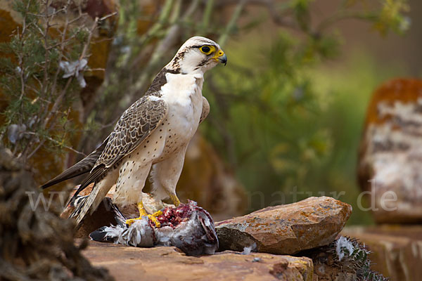 Lannerfalke sspec.1 (Falco biarmicus erlangeri)