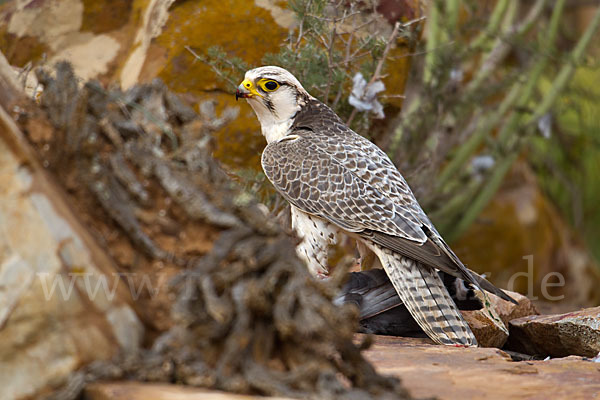 Lannerfalke sspec.1 (Falco biarmicus erlangeri)