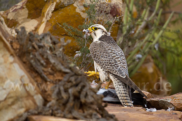 Lannerfalke sspec.1 (Falco biarmicus erlangeri)