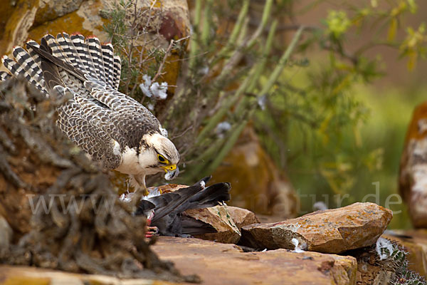 Lannerfalke sspec.1 (Falco biarmicus erlangeri)