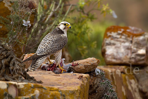 Lannerfalke sspec.1 (Falco biarmicus erlangeri)