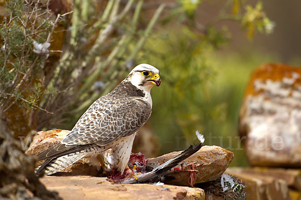 Lannerfalke sspec.1 (Falco biarmicus erlangeri)