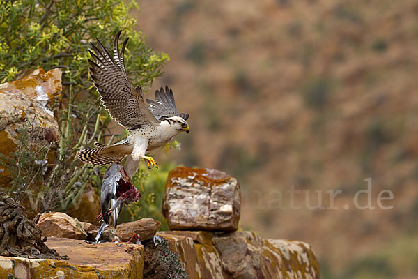 Lannerfalke sspec.1 (Falco biarmicus erlangeri)