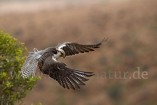 Lannerfalke sspec.1 (Falco biarmicus erlangeri)