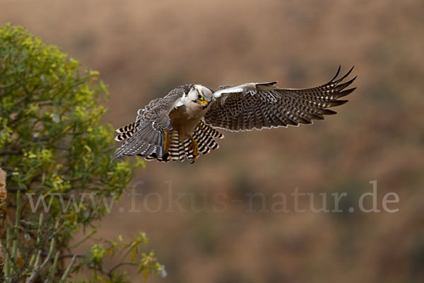 Lannerfalke sspec.1 (Falco biarmicus erlangeri)