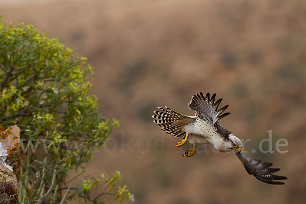 Lannerfalke sspec.1 (Falco biarmicus erlangeri)