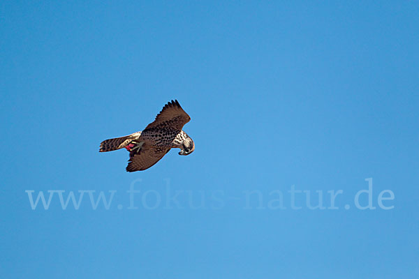 Lannerfalke sspec.1 (Falco biarmicus erlangeri)