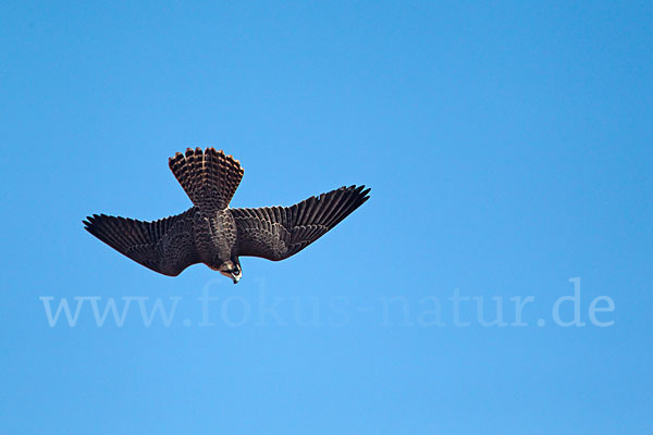 Lannerfalke sspec.1 (Falco biarmicus erlangeri)