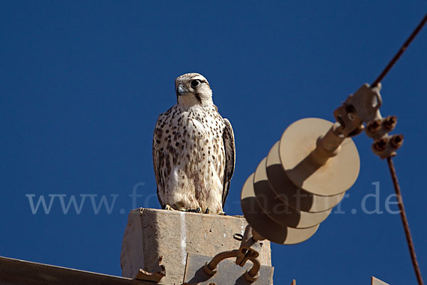 Lannerfalke sspec.1 (Falco biarmicus erlangeri)