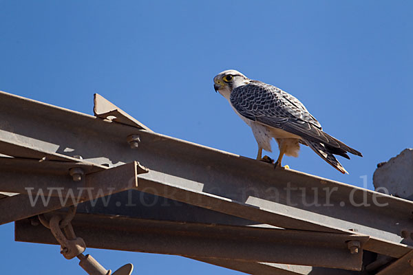 Lannerfalke sspec.1 (Falco biarmicus erlangeri)