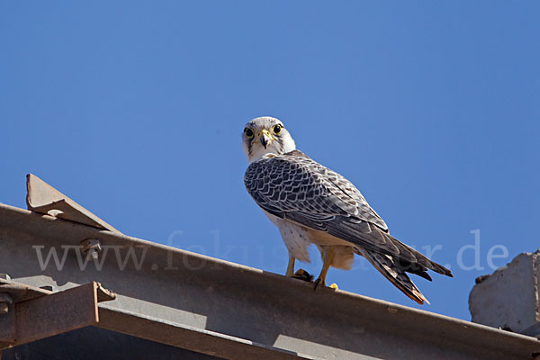 Lannerfalke sspec.1 (Falco biarmicus erlangeri)