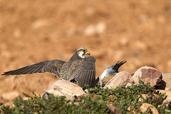 Lannerfalke sspec.1 (Falco biarmicus erlangeri)